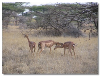 KE 14 - Long-necked Giraffe Gazelle